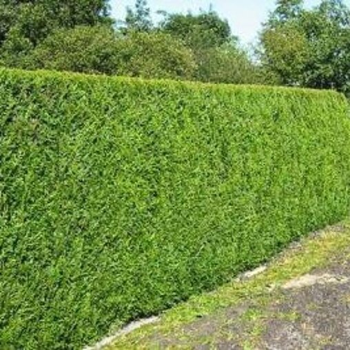 Thuja plicata 'Excelsa'